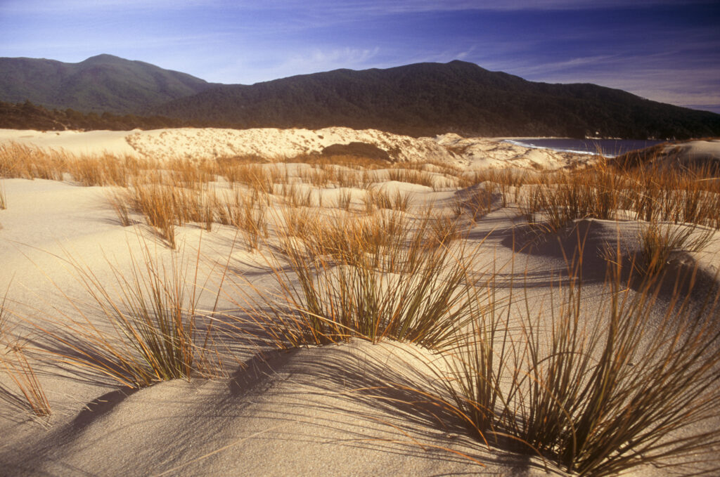 NEW ZEALAND, Stewart Island, Smoky Beach. Marrow grass growing on sand dunes with native forest behind on north west circuit