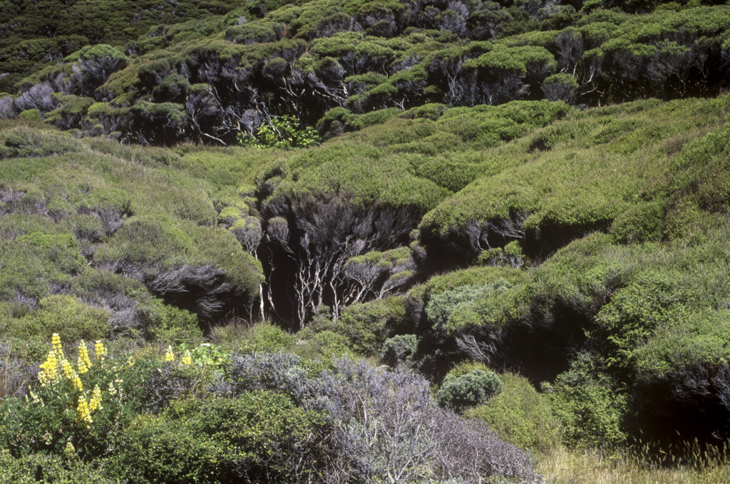NEW ZEALAND, Wellington, Kapiti Island. The deep greens and undulating shapes of a dense Manuka forest