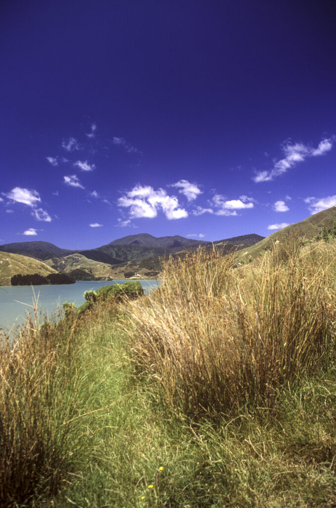 NEW ZEALAND, Marlborough, Cable Bay. The picturesque bay and grassy hills of Cable Bay