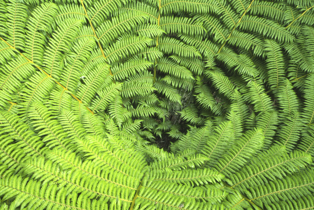 New Zealand, South Island, Able Tasman National Park. A native fern photographed on the popular Able Tasman track