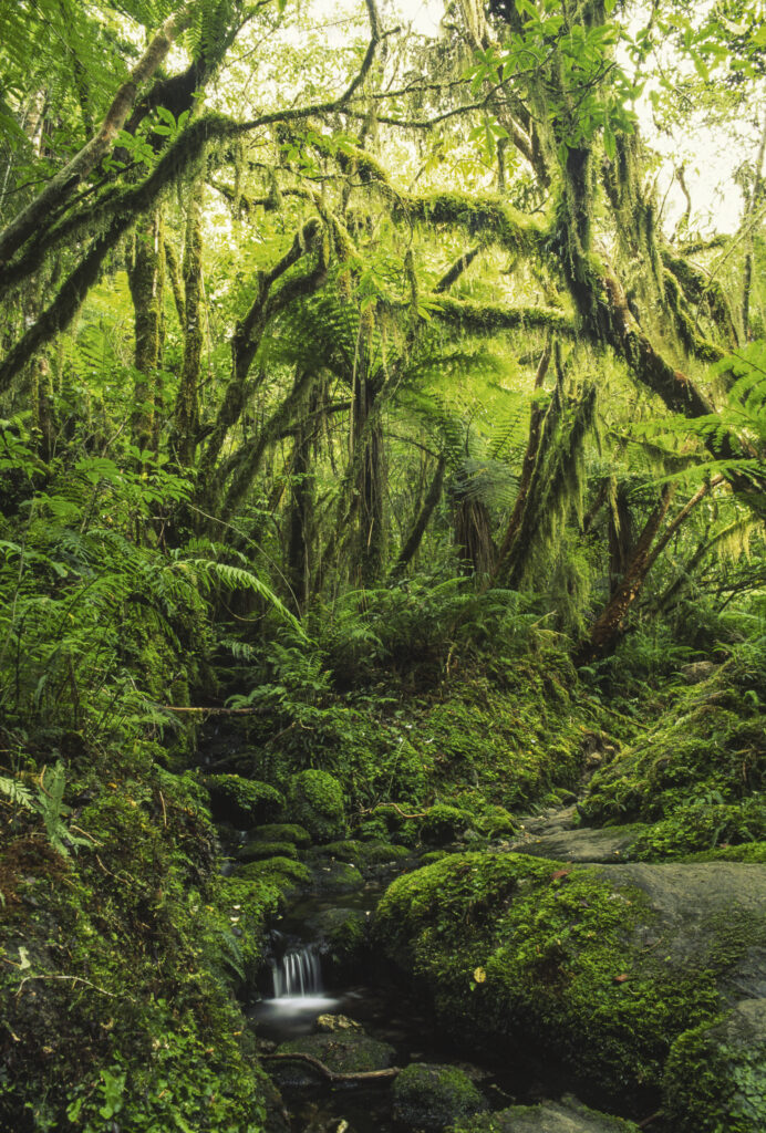 NEW ZEALAND, Westcoast, Westland National Park. A small stream and typical native rainforest found on the copland track