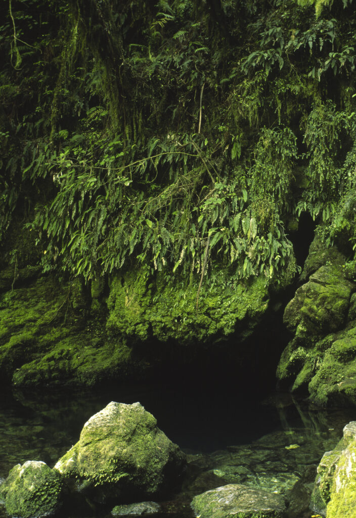 NEW ZEALAND, Marlborough, Kahurangi National Park. Source of the Riwaka River found within the boundary of Kahurangi National Park.