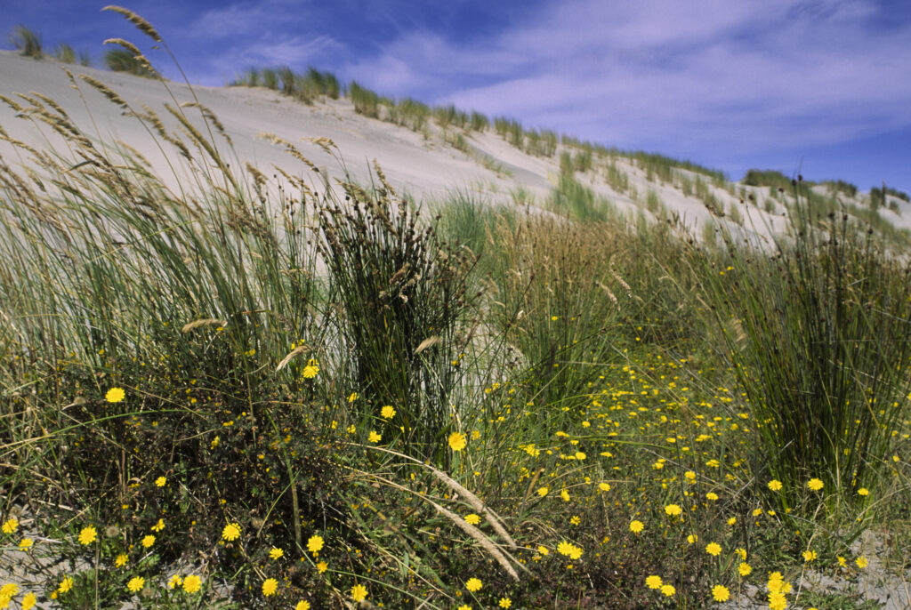 NEW ZEALAND, South Island, Farewell Spit. Native wild flowers survive on the expanse of sand dunes