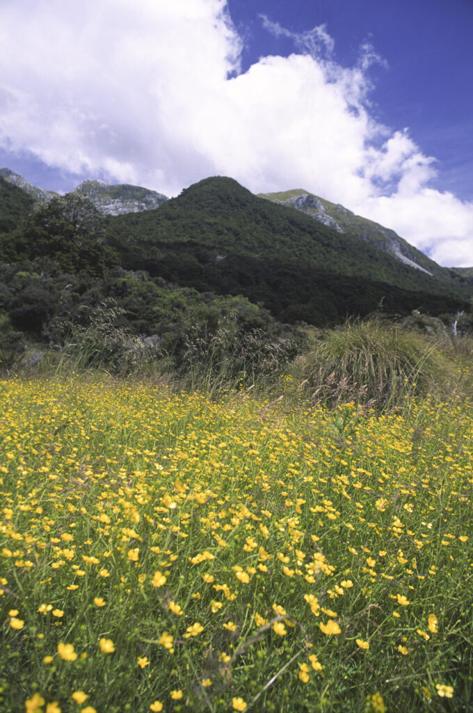 NEW ZEALAND, West Coast, Kahurangi National Park. A vast array of wild flowers found within the fertile soils of the park