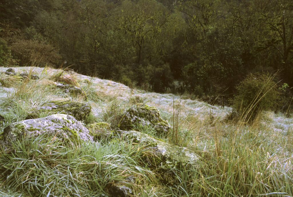 NEW ZEALAND, Southland, Fiordland National Park. A heavy frost on grassland passed on the last day of the world famous 'Milford Track'