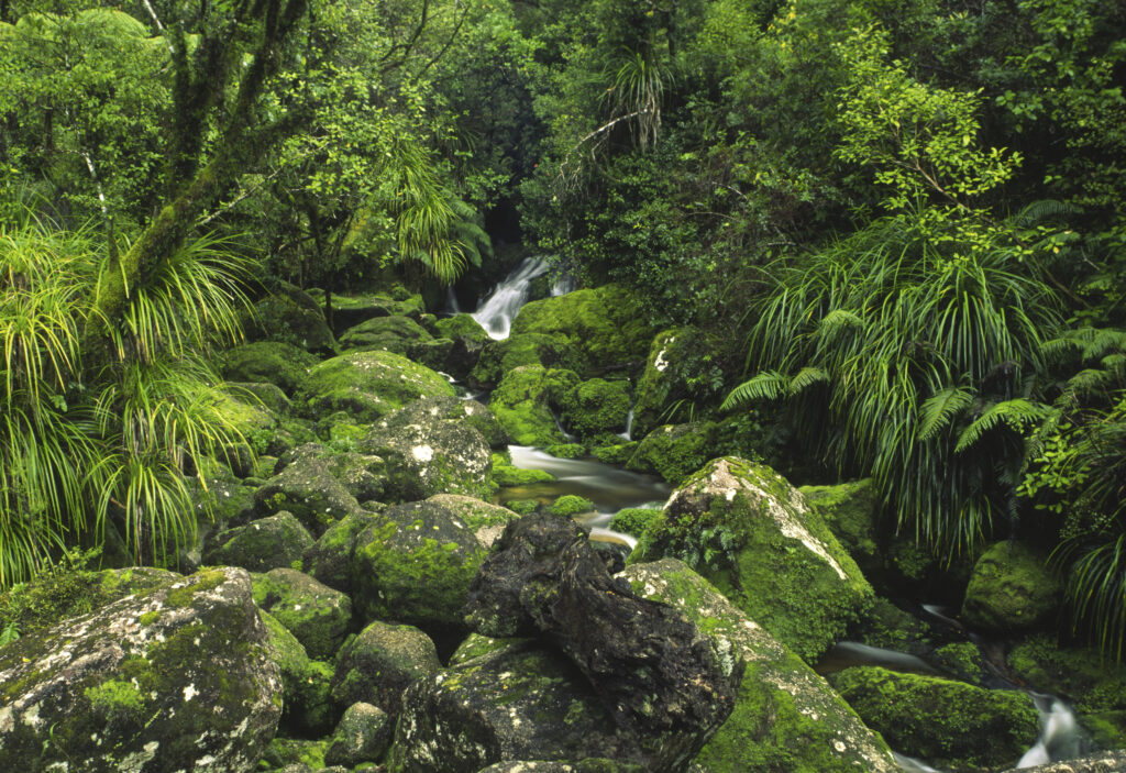 NEW ZEALAND, Marlborough, Abel Tasman National Park. Huffan stream flowing through native bush found on abel tasman track