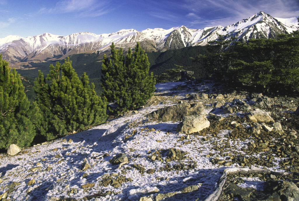 NEW ZEALAND, Canterbury, Craigieburn Forest Park. A winter view from the top of the Craigieburn range with heavy frost