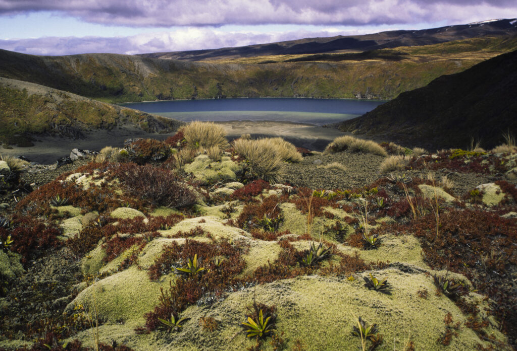 NEW ZEALAND, Central Plateau, Tongariro National Park. Alpine plants viewed looking towards the lower Tama lake