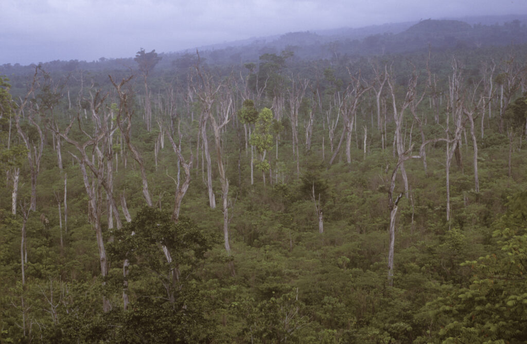 INDEPENDENT SAMOA, Savai'I, Falealupo Rainforest. The cyclone damaged forest viewed from near the top of a Banyan Tree.