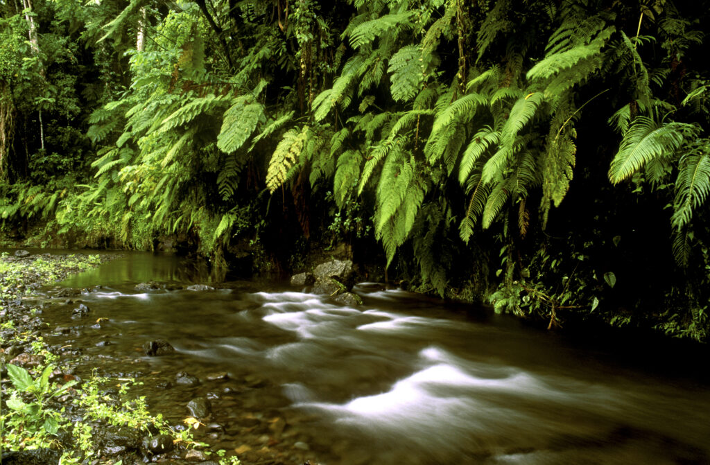 INDEPENDENT SAMOA, Upola, O Le Pupu-pu'e National Park. The Mataloa River running through the pristine rainforest of the national park.