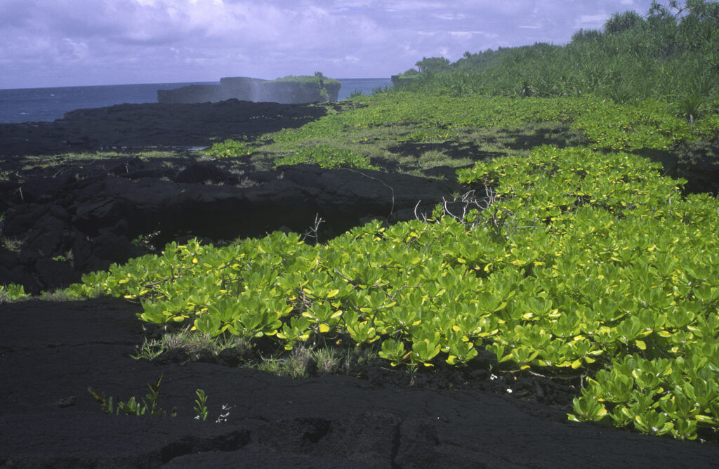 INDEPENDENT SAMOA, Upolu, O Le Pupu-pe'e National Park. The volcanic landscape of the O Le Pupu lava coast.