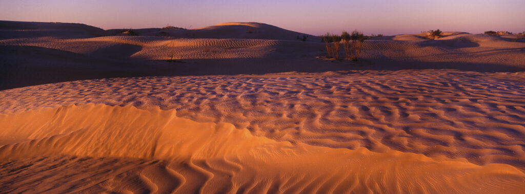 TUNISIA, Zaafrane, Sahara Desert. Morning light illuminates the patterns of the sand dunes of the great erg oriental.