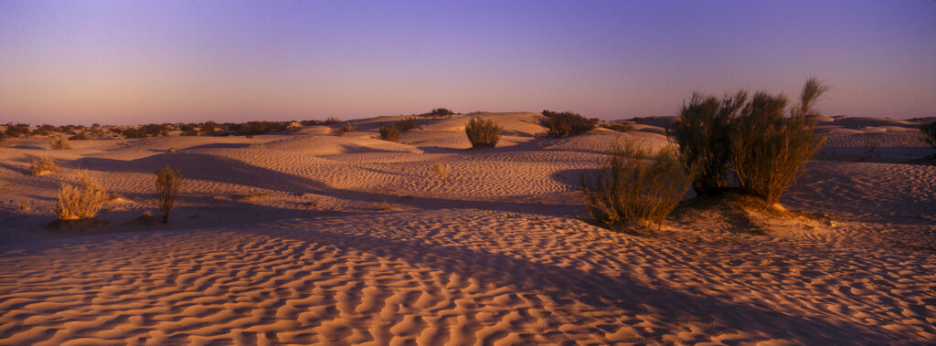 TUNISIA, Zaafrane, Sahara Desert. Morning light illuminates the patterns, vegetation and sand dunes of the great erg oriental.