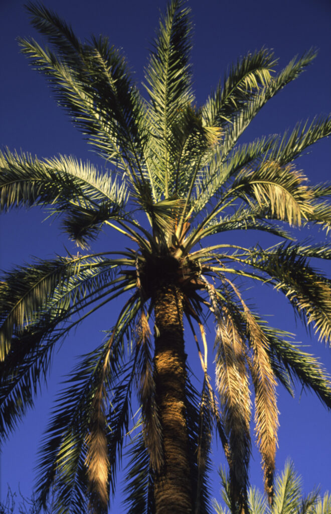 TUNISIA, Jerid,Tozeur. Jarid date palm tree growing in the largest oasis in the country.