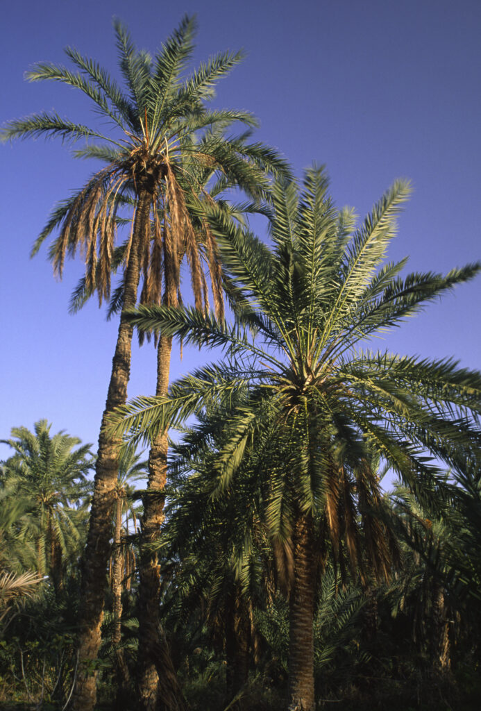 TUNISIA, Jerid, Nefta. Jarid date palm trees growing in the large Oasis.