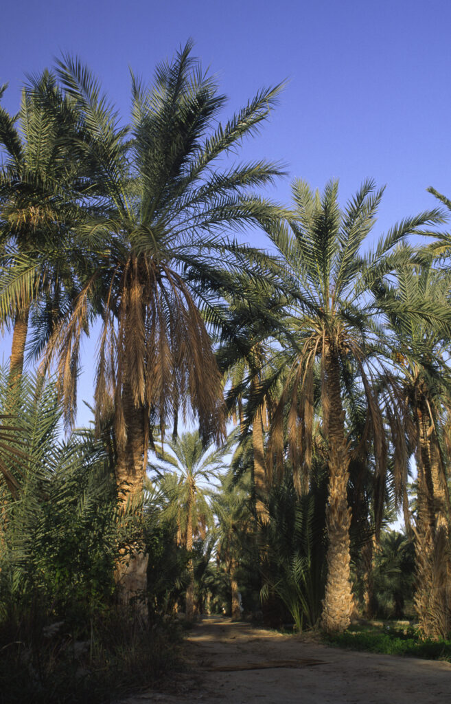 TUNISIA, Jerid, Nefta. Jarid date palm trees growing in the large Oasis.