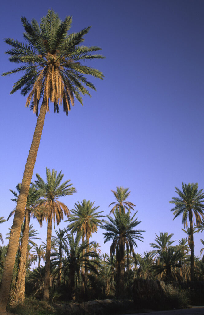 TUNISIA, Jerid, Nefta. Jarid date palm trees growing in the large Oasis.
