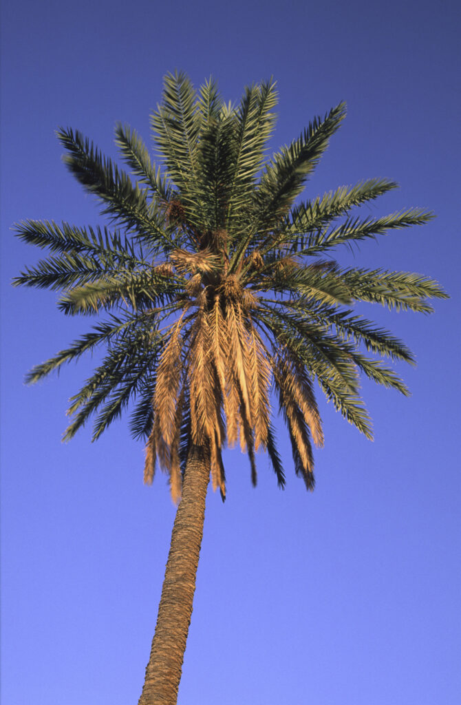 TUNISIA, Jerid, Nefta. Jarid date palm tree growing in the large Oasis.