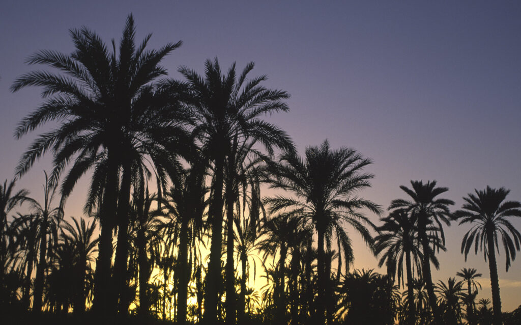 TUNISIA, Jerid, Nefta. Sunset behind the Jarid date palm trees growing in the oasis.