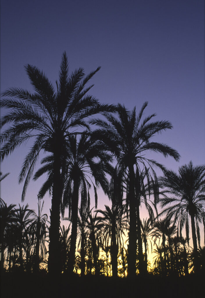 TUNISIA, Jerid, Nefta. Sunset behind the Jarid date palm trees growing in the oasis.