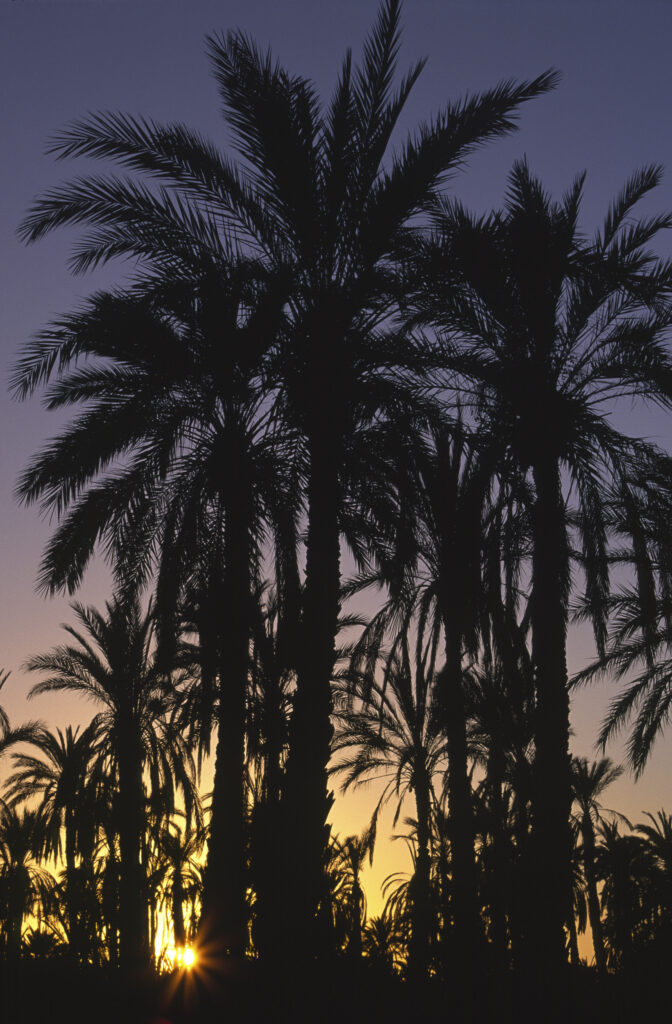 TUNISIA, Jerid, Nefta. Sunset behind the Jarid date palm trees growing in the oasis.