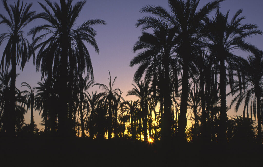 TUNISIA, Jerid, Nefta. Sunset behind the Jarid date palm trees growing in the oasis.