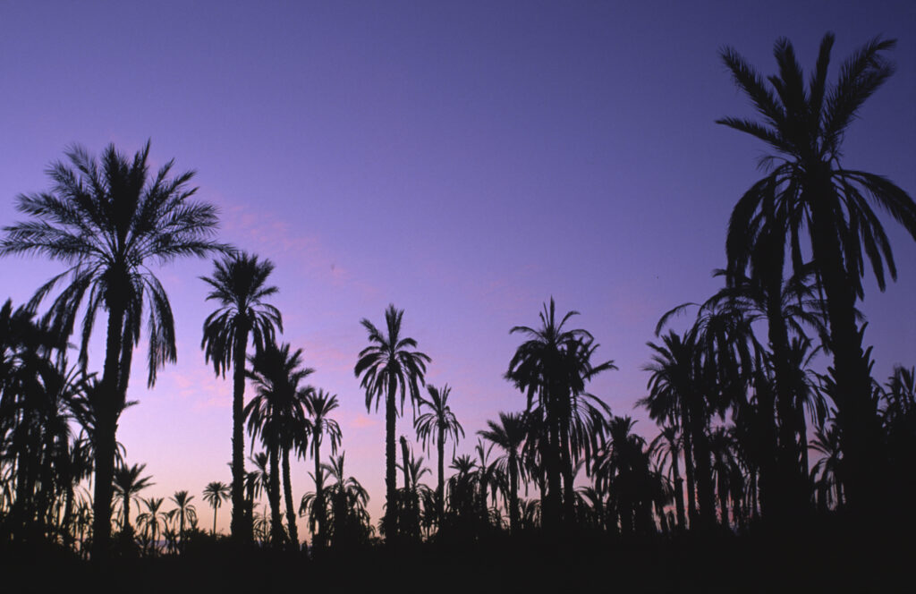 TUNISIA, Jerid, Nefta. Dusk behind the Jarid date palm trees growing in the oasis.