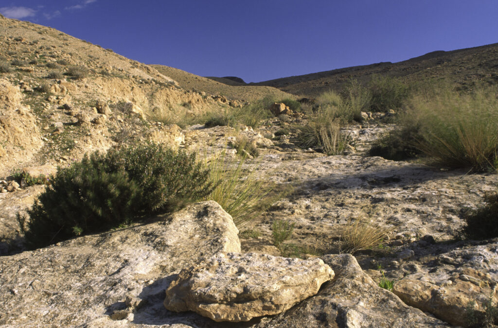 TUNISIA, Chebika Region, Tamerza. Vegetation and rocks in the harsh mountain landscape surrounding the town.
