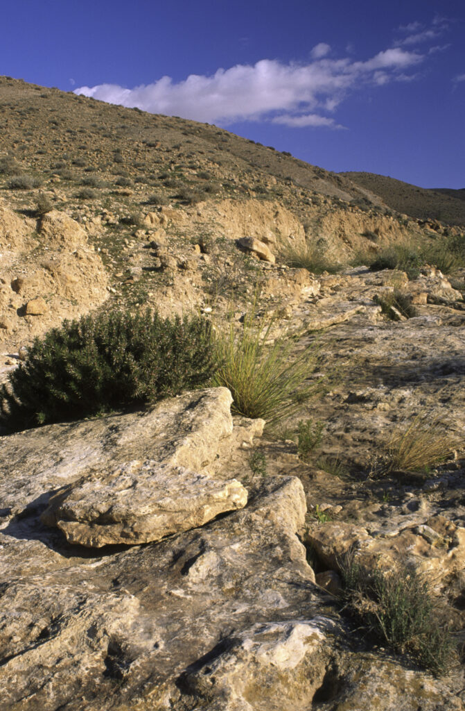 TUNISIA, Chebika Region, Tamerza. Vegetation and rocks in the harsh mountain landscape surrounding the town.