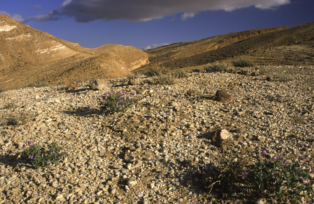 TUNISIA, Chebika Region, Tamerza. Vegetation and rocks in the harsh mountain landscape surrounding the town.