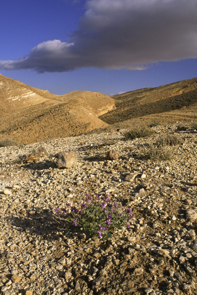 TUNISIA, Chebika Region, Tamerza. Vegetation and rocks in the harsh mountain landscape surrounding the town.