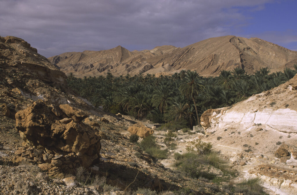 TUNISIA, Chebika Region, Tamerza. An oasis hid within the mountainous landscape surrounding the town.