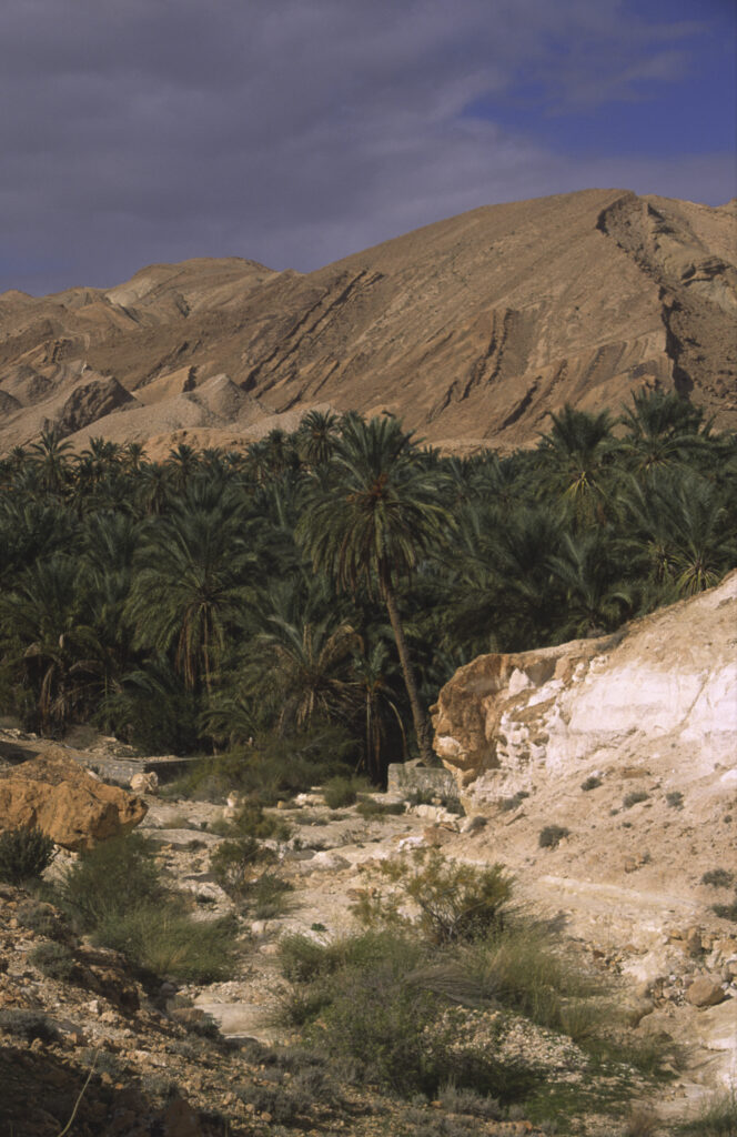 TUNISIA, Chebika Region, Tamerza. An oasis hid within the mountainous landscape surrounding the town.