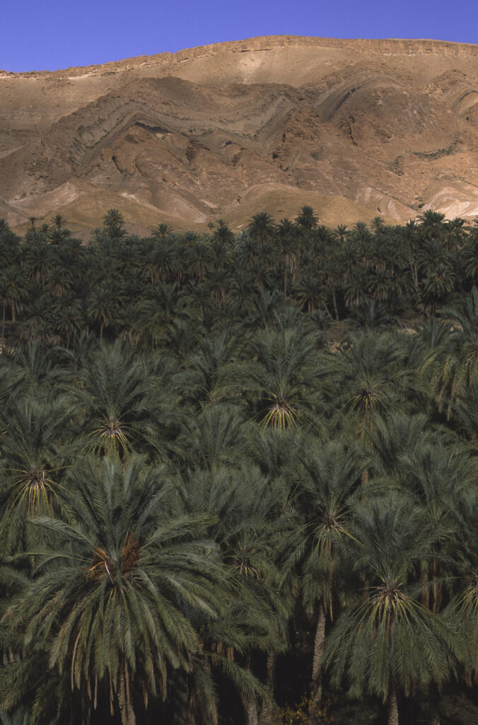 TUNISIA, Chebika Region, Tamerza. Date palm trees growing in an oasis hid within the mountainous landscape.