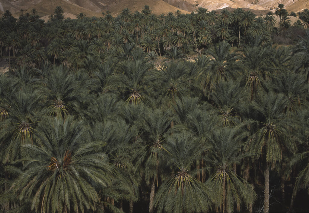 TUNISIA, Chebika Region, Tamerza. Date palm trees growing in an oasis hid within the mountainous landscape.