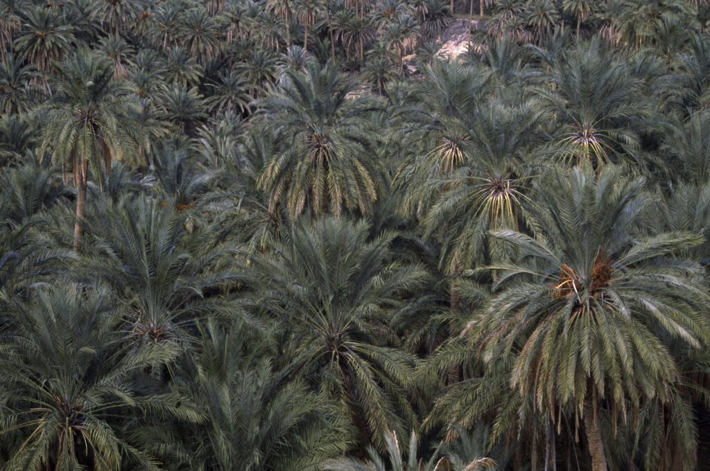 TUNISIA, Chebika Region, Tamerza. Date palm trees growing in an oasis hid within the mountainous landscape.