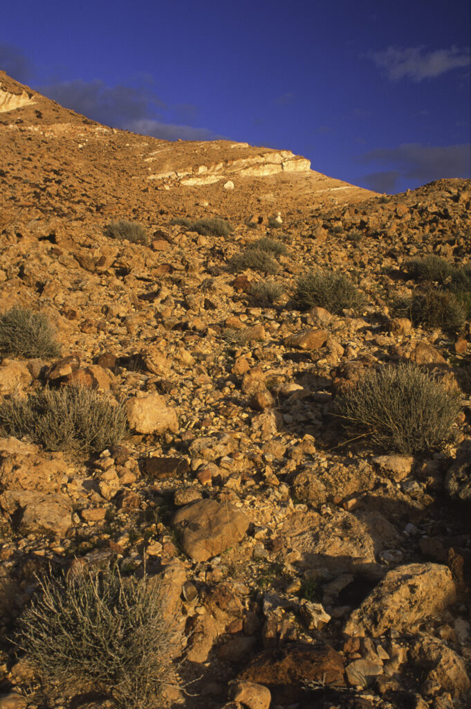 TUNISIA, Chebika Region, Tamerza. Soft evening light illuminates the mountainous landscape found near to the town.