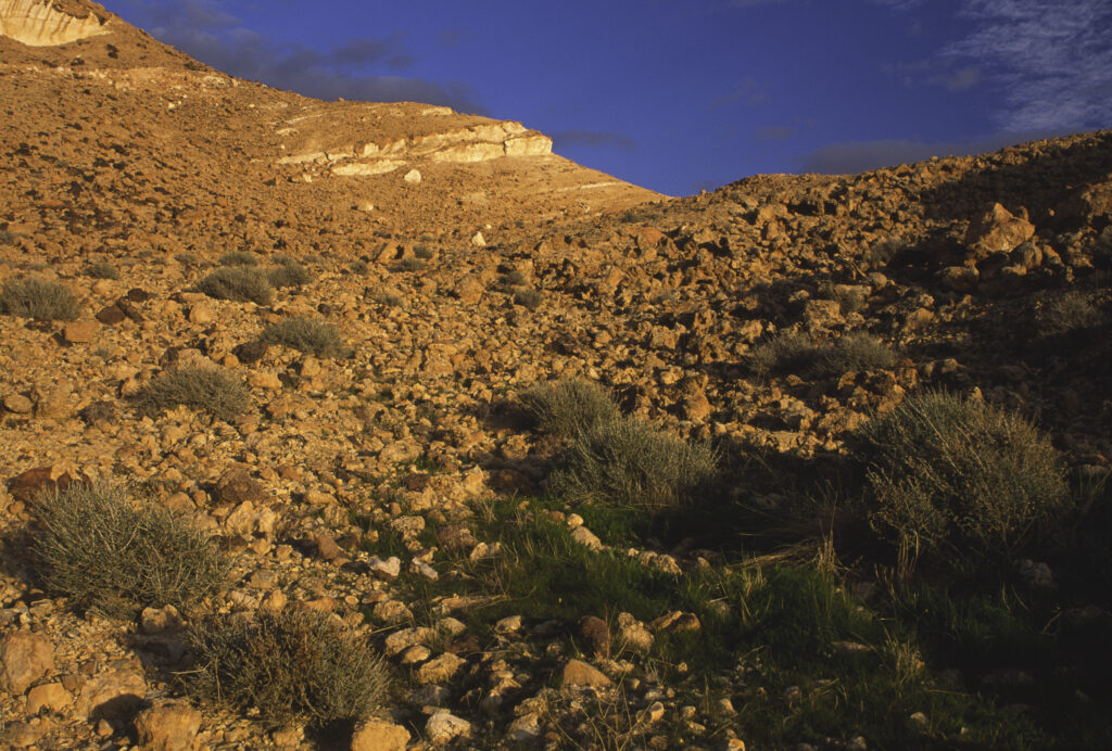 TUNISIA, Chebika Region, Tamerza. Soft evening light illuminates the mountainous landscape found near to the town.