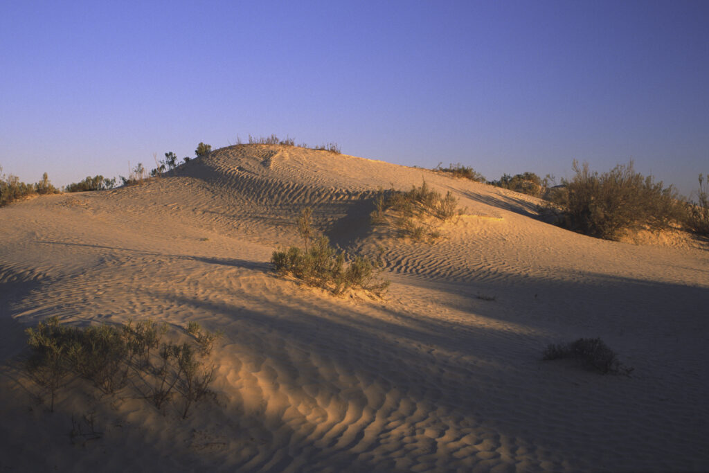 TUNISIA, Zaafrane, Sahara Desert. Evening light illuminates the patterns, vegetation and sand dunes of the great erg oriental.