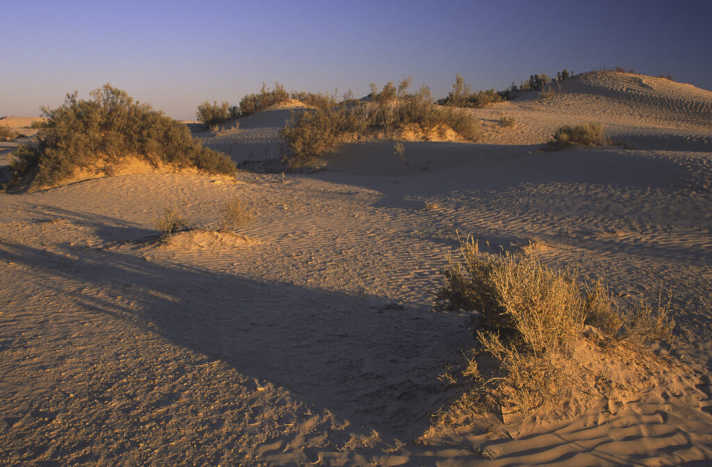 TUNISIA, Zaafrane, Sahara Desert. Evening light illuminates the patterns, vegetation and sand dunes of the great erg oriental.