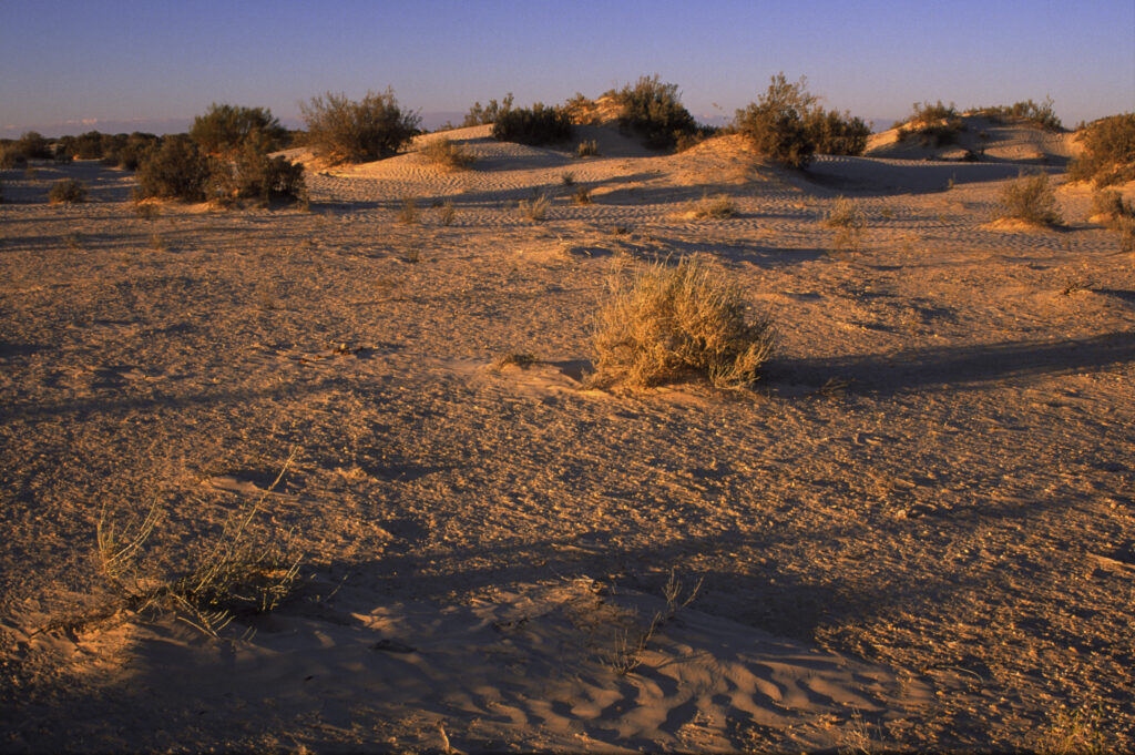 TUNISIA, Zaafrane, Sahara Desert. Evening light illuminates the patterns, vegetation and sand dunes of the great erg oriental.