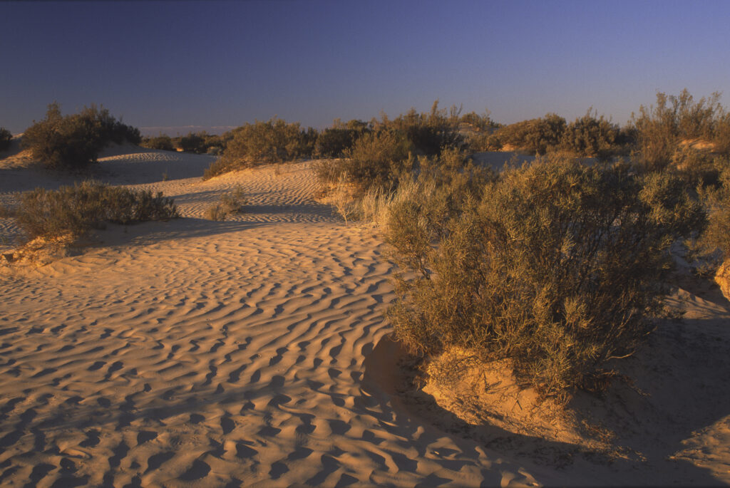 TUNISIA, Zaafrane, Sahara Desert. Evening light illuminates the patterns, vegetation and sand dunes of the great erg oriental.