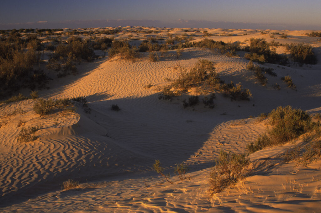 TUNISIA, Zaafrane, Sahara Desert. Evening light illuminates the patterns, vegetation and sand dunes of the great erg oriental.