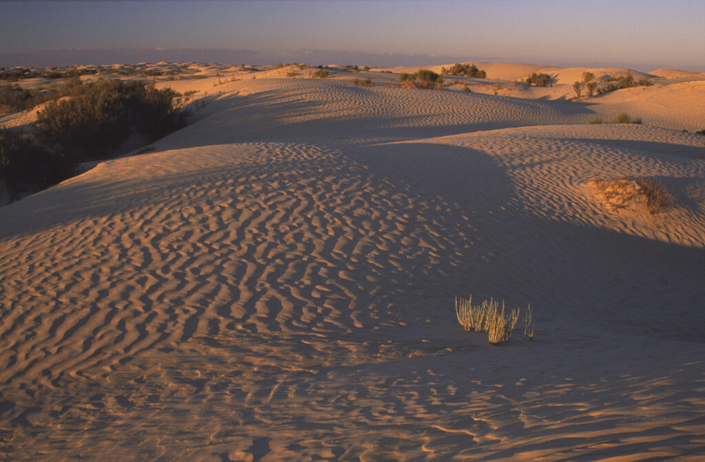 TUNISIA, Zaafrane, Sahara Desert. Evening light illuminates the patterns, vegetation and sand dunes of the great erg oriental.