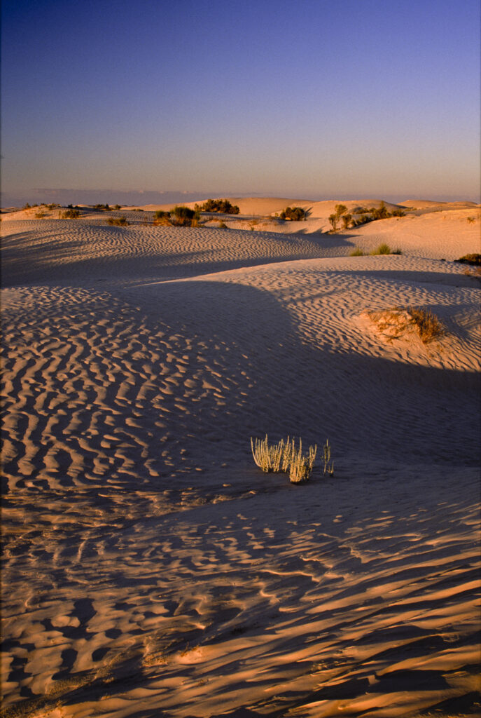 TUNISIA, Zaafrane, Sahara Desert. Evening light illuminates the patterns, vegetation and sand dunes of the great erg oriental.