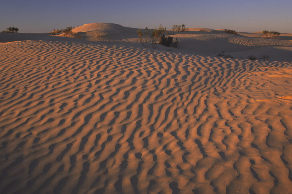 TUNISIA, Zaafrane, Sahara Desert. Evening light illuminates the patterns, vegetation and sand dunes of the great erg oriental.