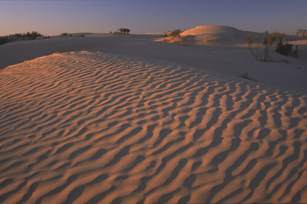 TUNISIA, Zaafrane, Sahara Desert. Evening light illuminates the patterns, vegetation and sand dunes of the great erg oriental.