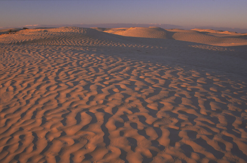 TUNISIA, Zaafrane, Sahara Desert. Evening light illuminates the patterns, vegetation and sand dunes of the great erg oriental.