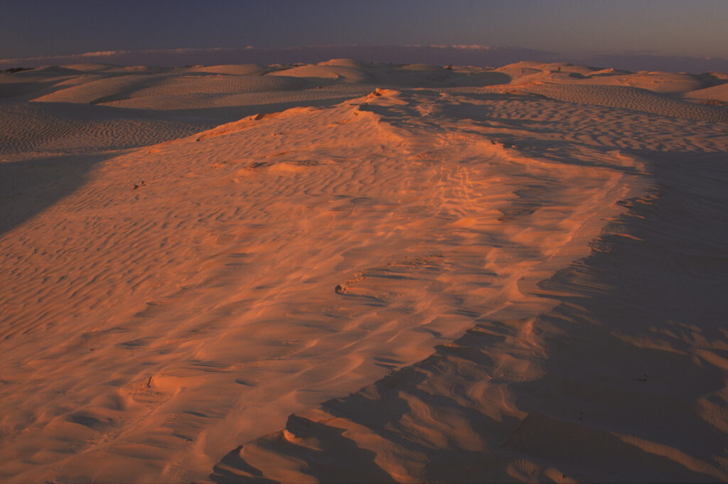 TUNISIA, Zaafrane, Sahara Desert. Evening light illuminates the patterns, vegetation and sand dunes of the great erg oriental.