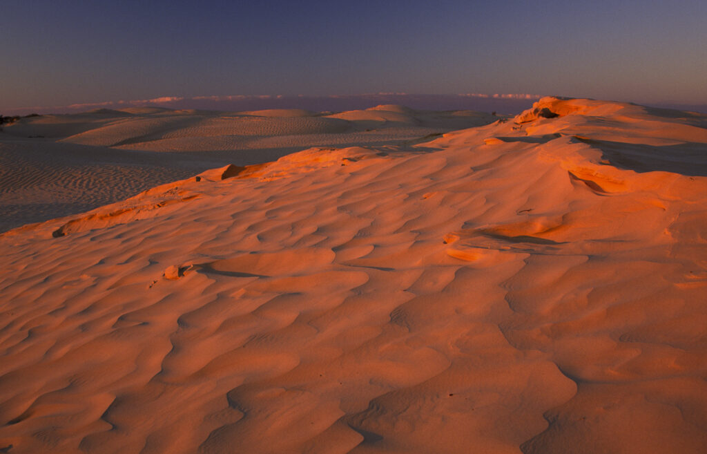 TUNISIA, Zaafrane, Sahara Desert. Evening light illuminates the patterns, vegetation and sand dunes of the great erg oriental.